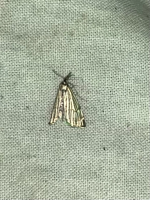 Chrysocramboides craterella - rácsos fűgyökérmoly