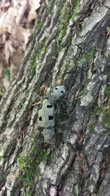 Morimus asper funereus - gyászcincér