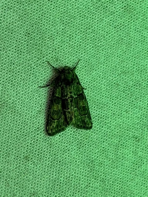 Cryphia fraudatricula - homoki zuzmóbagoly