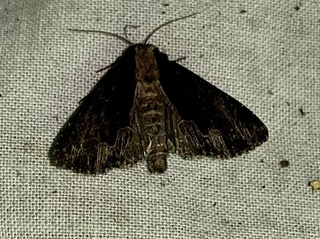 Dypterygia scabriuscula - szurokbarna nyáribagoly