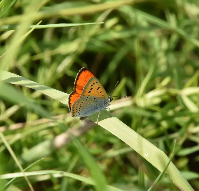 Lycaena dispar rutilus - nagy tűzlepke
