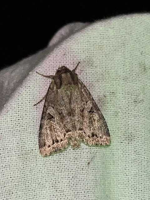 Apterogenum ypsillon - ipszilon-erdeibagoly