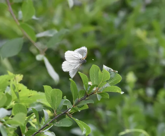 Aporia crataegi - galagonyalepke