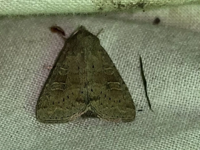 Parastichtis suspecta - sötét erdeibagoly