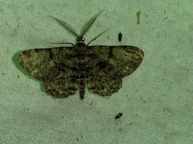 Hypomecis roboraria - nagy tölgyfaaraszoló