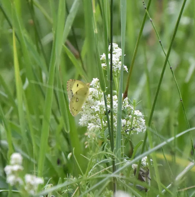 Colias erate - csángó-kéneslepke
