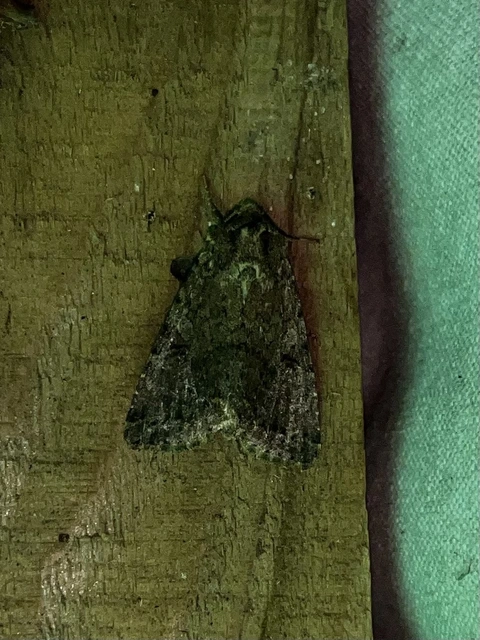 Apterogenum ypsillon - ipszilon-erdeibagoly