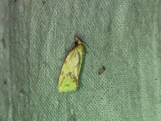 Agapeta hamana - közönséges sárgamoly