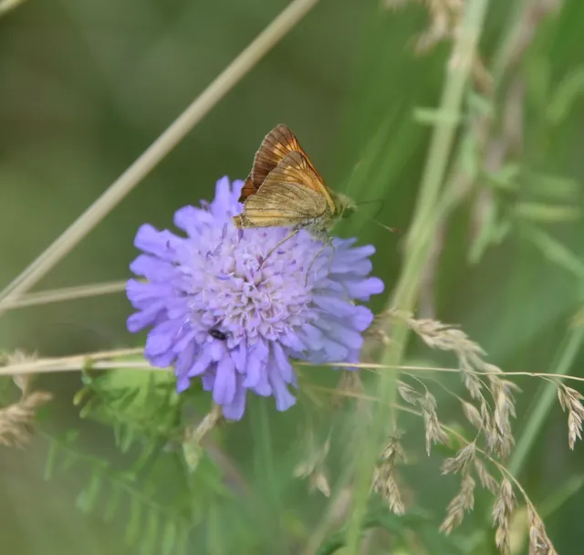 Ochlodes sylvanus - erdei busalepke