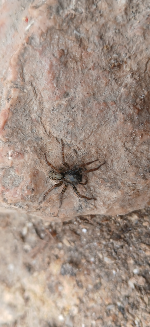 Arctosa