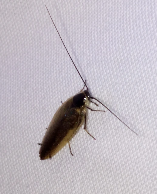 Blattodea - Csótányok