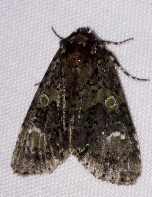 Craniophora ligustri - fagyalbagoly