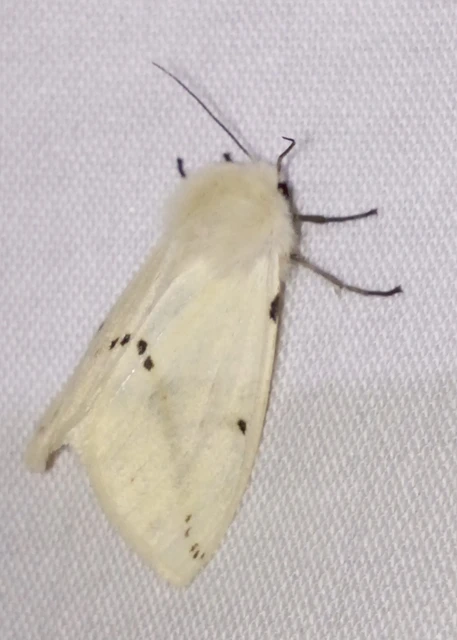 Spilarctia lutea - sárgás medvelepke
