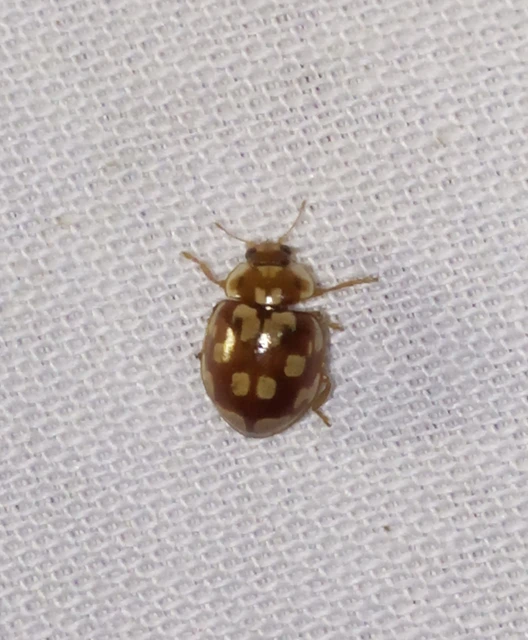 Myrrha octodecimguttata - tizennyolccseppes füsskata