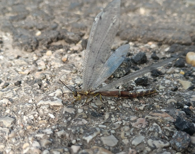 Distoleon tetragrammicus - négyfoltos hangyaleső