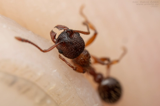 Myrmica schencki - kétszínű bütyköshangya