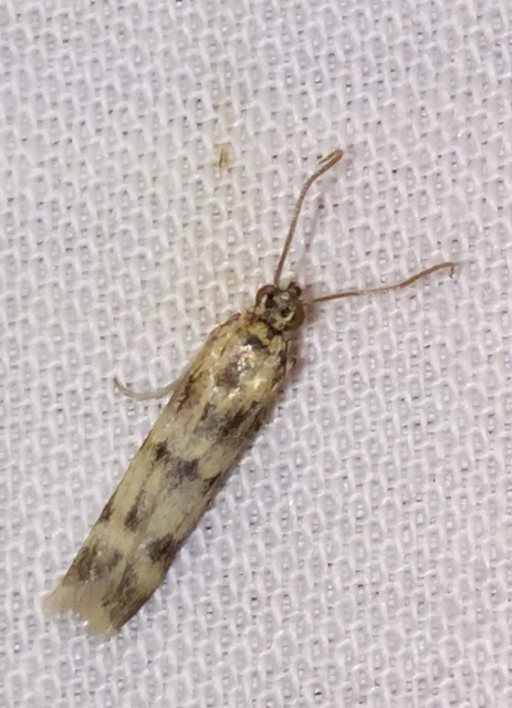 Homoeosoma sinuella - agyagsárga karcsúmoly