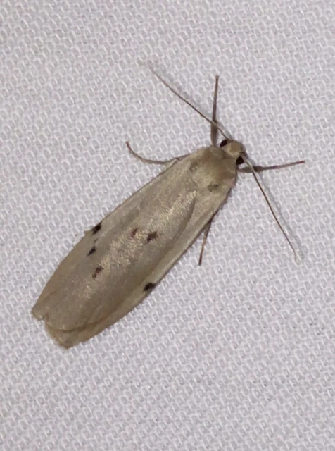 Pelosia muscerda - hamvas zuzmószövő