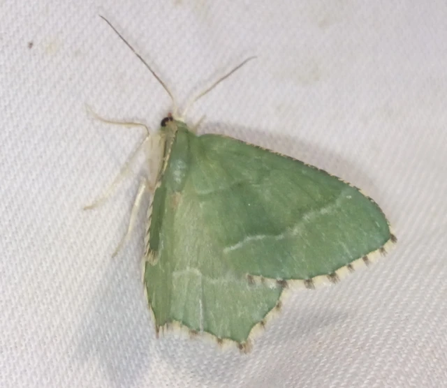 Hemithea aestivaria - nyír-zöldaraszoló