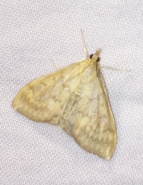 Ostrinia nubilalis - kukoricamoly