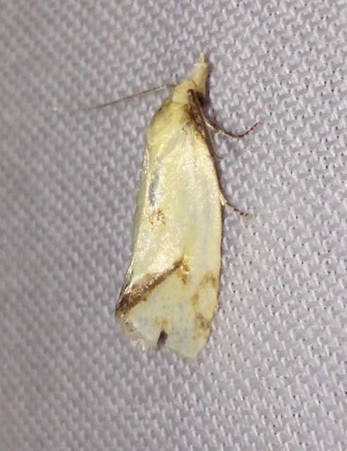 Agapeta hamana - közönséges sárgamoly