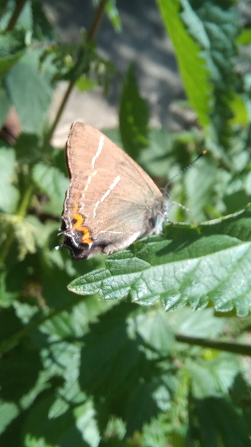 Satyrium w-album - szilfa-csücsköslepke