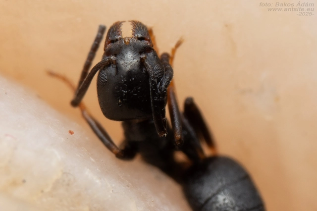 Tapinoma erraticum - kóborhangya