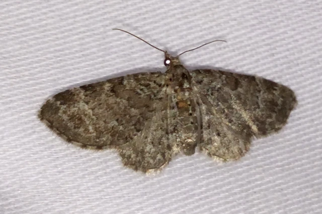 Pasiphila chloerata - hamvas törpearaszoló