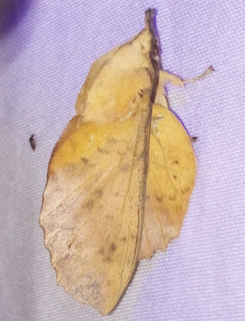 Gastropacha populifolia - sárga pohók