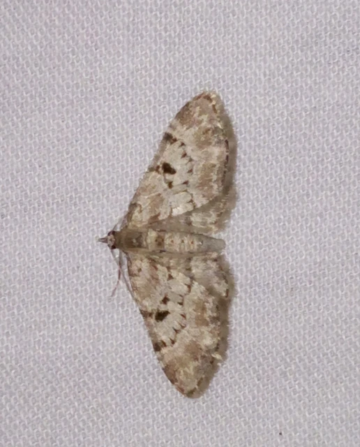 Eupithecia abietaria - nagyfoltú törpearaszoló