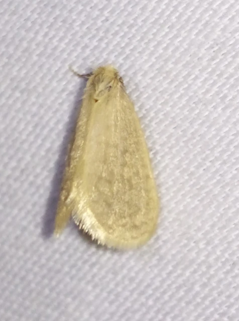 Bijugis bombycella - alkonyati zsákhordólepke
