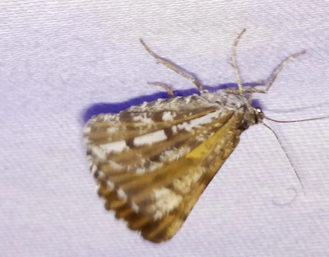 Bupalus piniaria - fenyőaraszoló