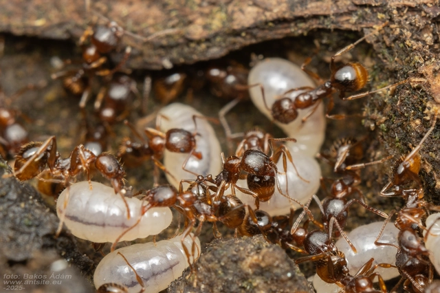 Aphaenogaster subterranea - vörös karcsúhangya