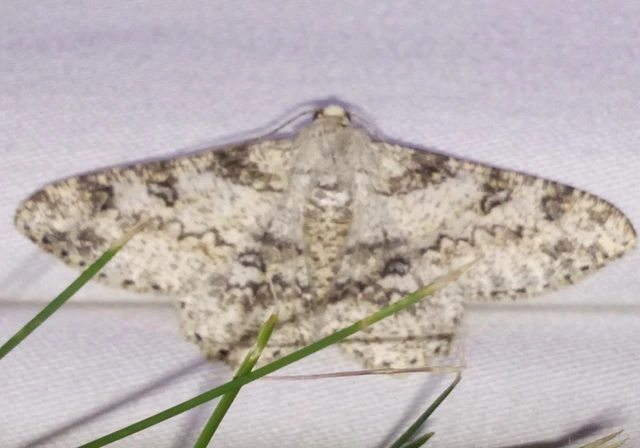 Ascotis selenaria - holdas faaraszoló
