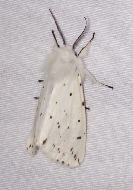 Spilosoma lubricipedum - tejszínű medvelepke
