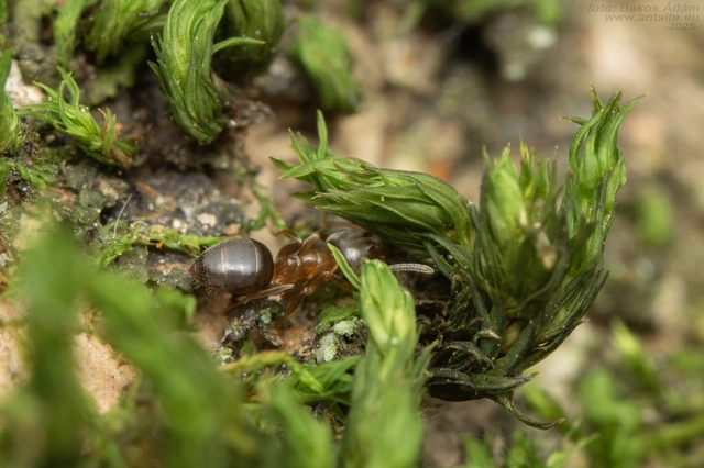 Lasius brunneus - rozsdáshátú feketehangya
