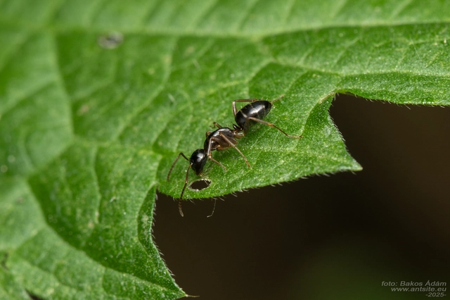 Camponotus fallax - ligeti lóhangya