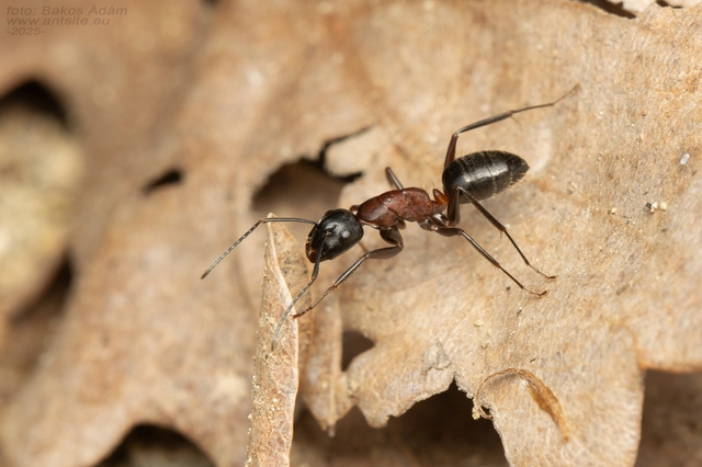 Camponotus ligniperda - faodvasító lóhangya