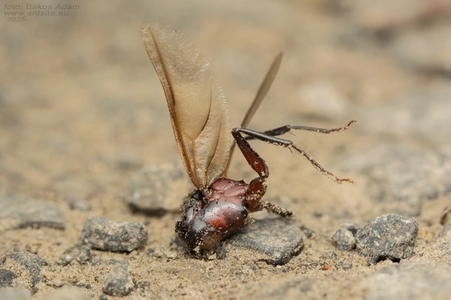 Camponotus ligniperda - faodvasító lóhangya