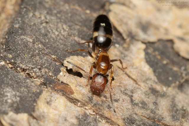 Colobopsis truncata - kapushangya