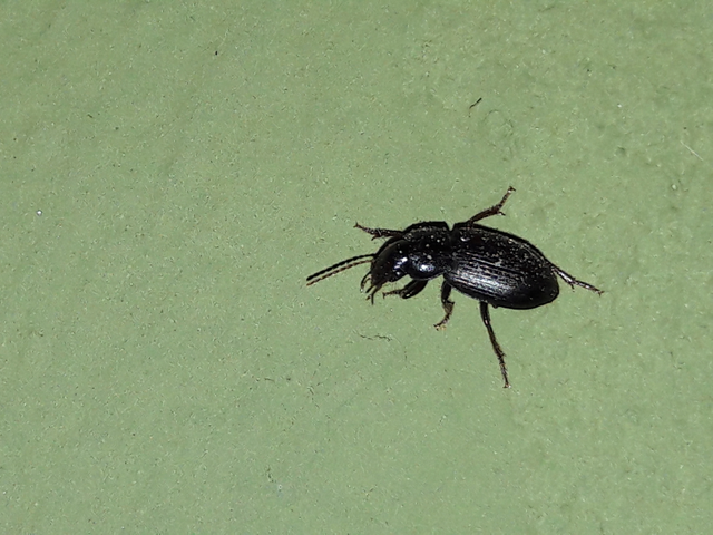 Harpalus