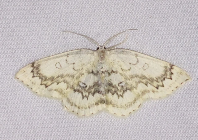 Cyclophora annularia - gyűrűs pettyesaraszoló