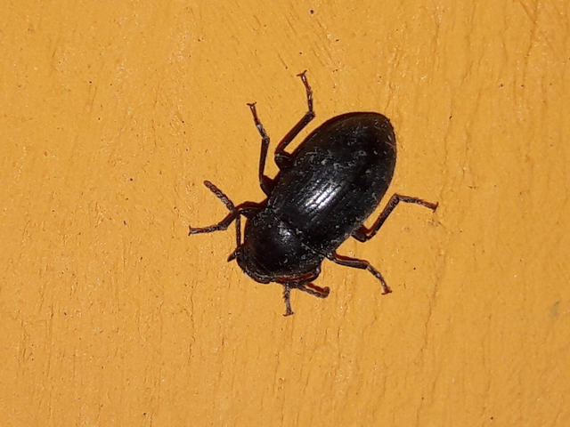 Nalassus dermestoides - rövidszárnyú gyászbogár