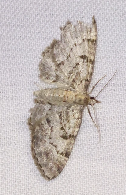 Eupithecia abietaria - nagyfoltú törpearaszoló