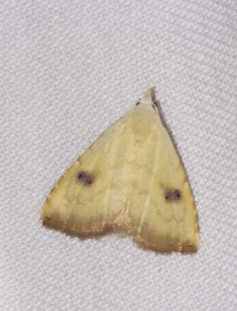 Rivula sericealis - selymes lórombagoly