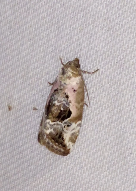 Hapalotis venustula - rózsaszínű mázasbagoly