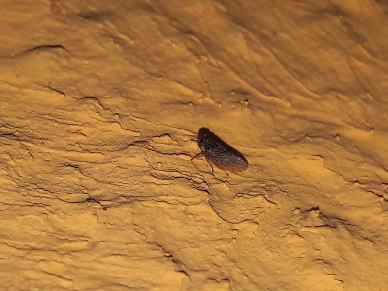 Megophthalmus