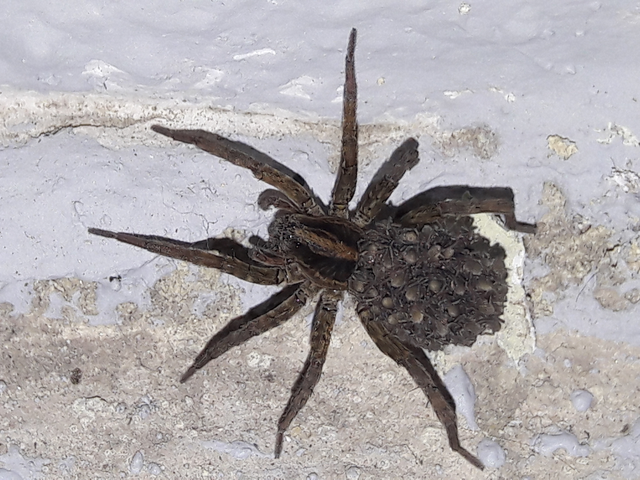 Trochosa