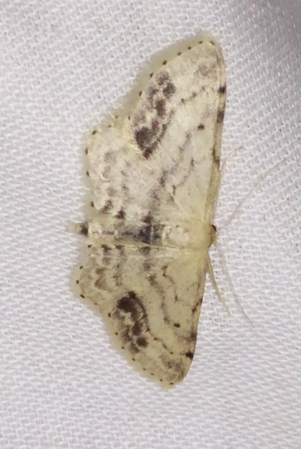 Idaea dimidiata - gyakori apróaraszoló