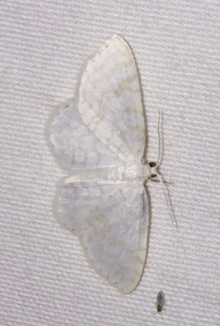 Asthena albulata - gyertyán-fehéraraszoló